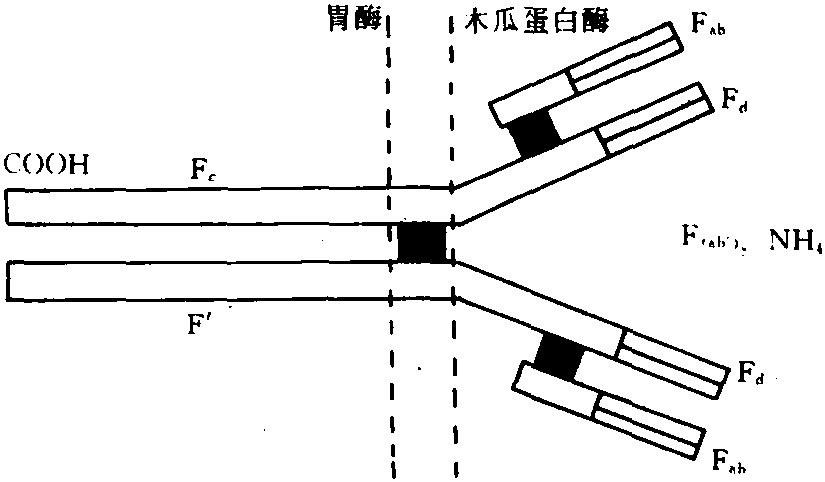 三、病毒病害